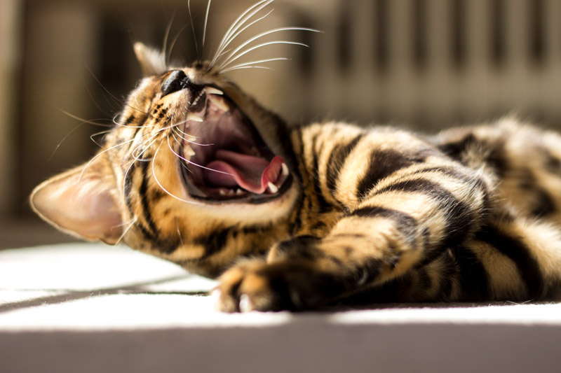 animalanimalphotographycat-1.jpg