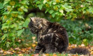 Cat Vaccines Guide Essential Feline_preview.jpg