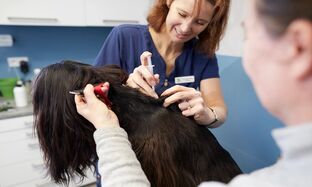Dog Vaccination Essential Shots for Canine Health_preview.jpg
